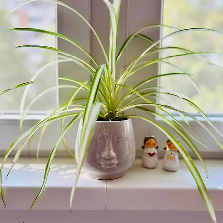 Apartman Surya Belgrade